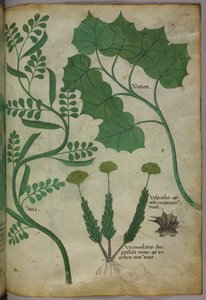 植物図版、1440年頃（ヴェラムにインクと彩色） 作： Italian School