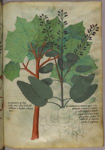 植物図版、1440年頃（ヴェラムにインクと彩色） 作： Italian School