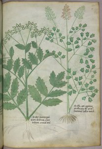 植物図版、1440年頃（ヴェラムにインクと彩色） 作： Italian School