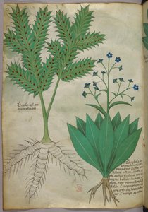 植物図版、1440年頃（ヴェラムにインクと彩色） 作： Italian School