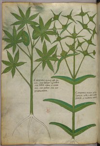 植物図版、1440年頃（ヴェラムにインクと彩色） 作： Italian School