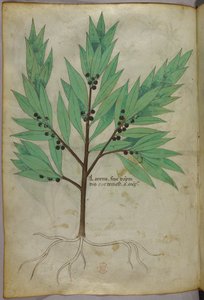 植物図版、1440年頃（ヴェラムにインクと彩色） 作： Italian School