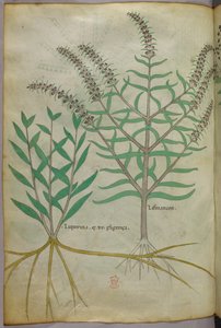植物図版、1440年頃（ヴェラムにインクと彩色） 作： Italian School