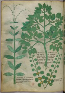 植物図版、1440年頃（ヴェラムにインクと彩色） 作： Italian School