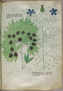 植物図版、1440年頃（ヴェラムにインクと彩色） 作： Italian School