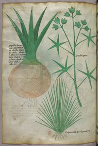 植物図版、1440年頃（ヴェラムにインクと彩色） 作： Italian School
