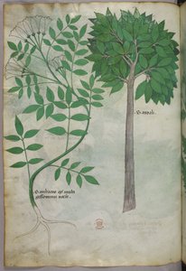 植物図版、1440年頃（ヴェラムにインクと彩色） 作： Italian School