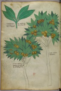 植物図版、1440年頃（ヴェラムにインクと彩色） 作： Italian School