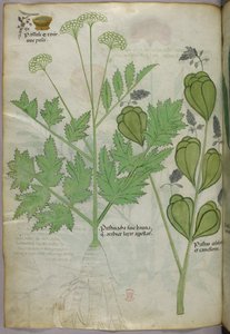 植物図版、1440年頃（ヴェラムにインクと彩色） 作： Italian School