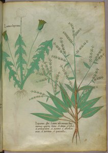 植物図版、1440年頃（ヴェラムにインクと彩色） 作： Italian School