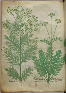 植物図版、1440年頃（ヴェラムにインクと彩色） 作： Italian School