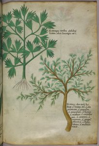 植物図版、1440年頃（ヴェラムにインクと彩色） 作： Italian School