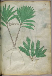 植物図版、1440年頃（ヴェラムにインクと彩色） 作： Italian School