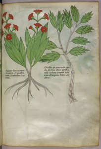 植物図版、1440年頃（ヴェラムにインクと彩色） 作： Italian School