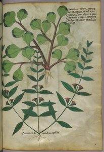 植物図版、1440年頃（ヴェラムにインクと彩色） 作： Italian School