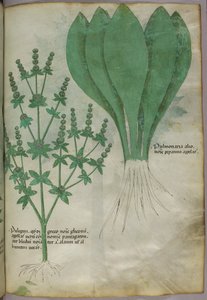 植物図版、1440年頃（ヴェラムにインクと彩色） 作： Italian School