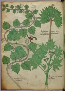 植物図版、1440年頃（ヴェラムにインクと彩色） 作： Italian School