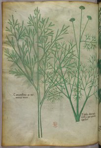 植物図版、1440年頃（ヴェラムにインクと彩色） 作： Italian School