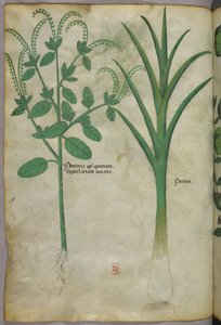 植物図版、1440年頃（ヴェラムにインクと彩色） 作： Italian School
