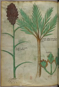 植物図版、1440年頃（ヴェラムにインクと彩色） 作： Italian School