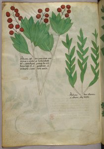 植物図版、1440年頃（ヴェラムにインクと彩色） 作： Italian School