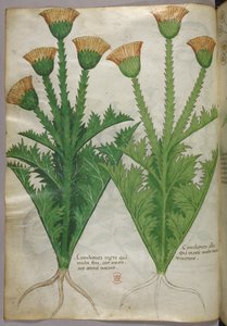 植物図版、1440年頃（ヴェラムにインクと彩色） 作： Italian School