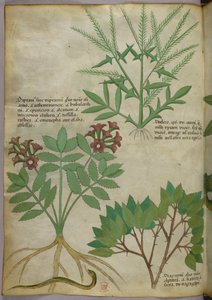 植物図版、1440年頃（ヴェラムにインクと彩色） 作： Italian School