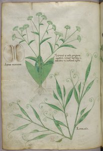 植物図版、1440年頃（ヴェラムにインクと彩色） 作： Italian School