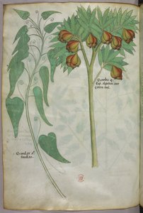 植物図版、1440年頃（ヴェラムにインクと彩色） 作： Italian School