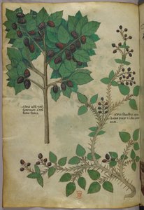植物図版、1440年頃（ヴェラムにインクと彩色） 作： Italian School