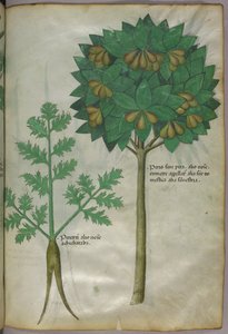 植物図版、1440年頃（ヴェラムにインクと彩色） 作： Italian School