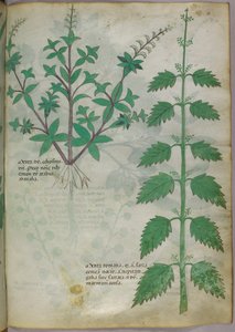 植物図版、1440年頃（ヴェラムにインクと彩色） 作： Italian School
