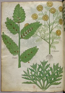 植物図版、1440年頃（ヴェラムにインクと彩色） 作： Italian School