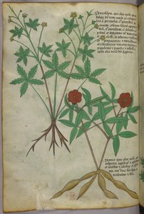 植物図版、1440年頃（ヴェラムにインクと彩色） 作： Italian School