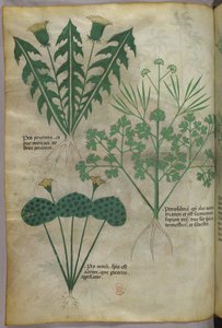 植物図版、1440年頃（ヴェラムにインクと彩色） 作： Italian School
