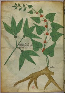 植物図版、1440年頃（ヴェラムにインクと彩色） 作： Italian School