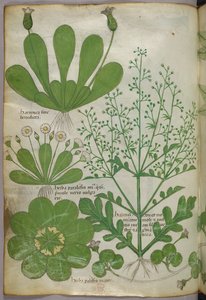 植物図版、1440年頃（ヴェラムにインクと彩色） 作： Italian School