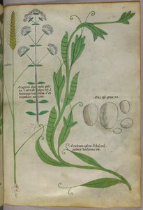 植物図版、1440年頃（ヴェラムにインクと彩色） 作： Italian School