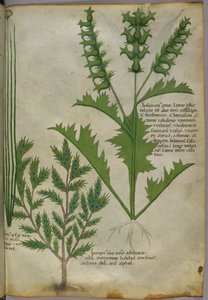 植物図版、1440年頃（ヴェラムにインクと彩色） 作： Italian School