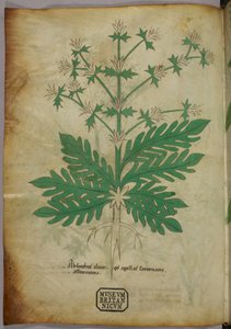 植物図版、1440年頃（ヴェラムにインクと彩色） 作： Italian School