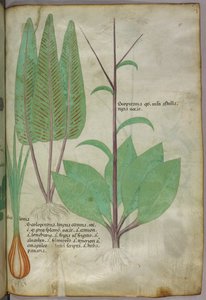 植物図版、1440年頃（ヴェラムにインクと彩色） 作： Italian School