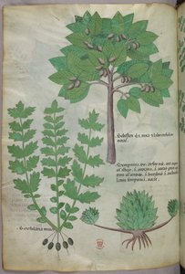 植物図版、1440年頃（ヴェラムにインクと彩色） 作： Italian School