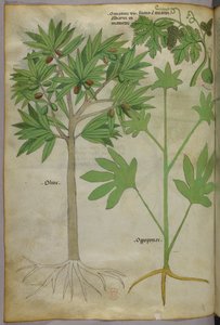 植物図版、1440年頃（ヴェラムにインクと彩色） 作： Italian School