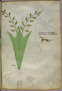 植物図版、1440年頃（ヴェラムにインクと彩色） 作： Italian School