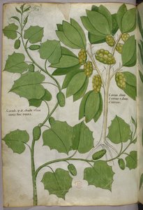 植物図版、1440年頃（ヴェラムにインクと彩色） 作： Italian School