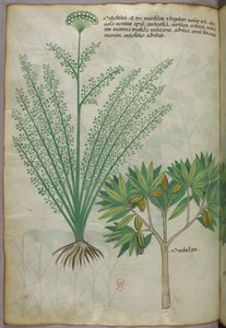 植物図版、1440年頃（ヴェラムにインクと彩色） 作： Italian School