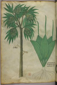 植物図版、1440年頃（ヴェラムにインクと彩色） 作： Italian School