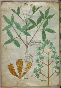 植物図版、1440年頃（ヴェラムにインクと彩色） 作： Italian School