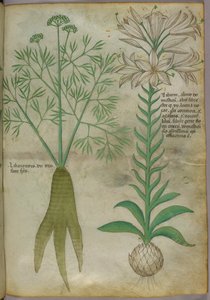 植物図版、1440年頃（ヴェラムにインクと彩色） 作： Italian School