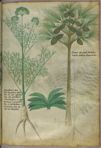 植物図版、1440年頃（ヴェラムにインクと彩色） 作： Italian School